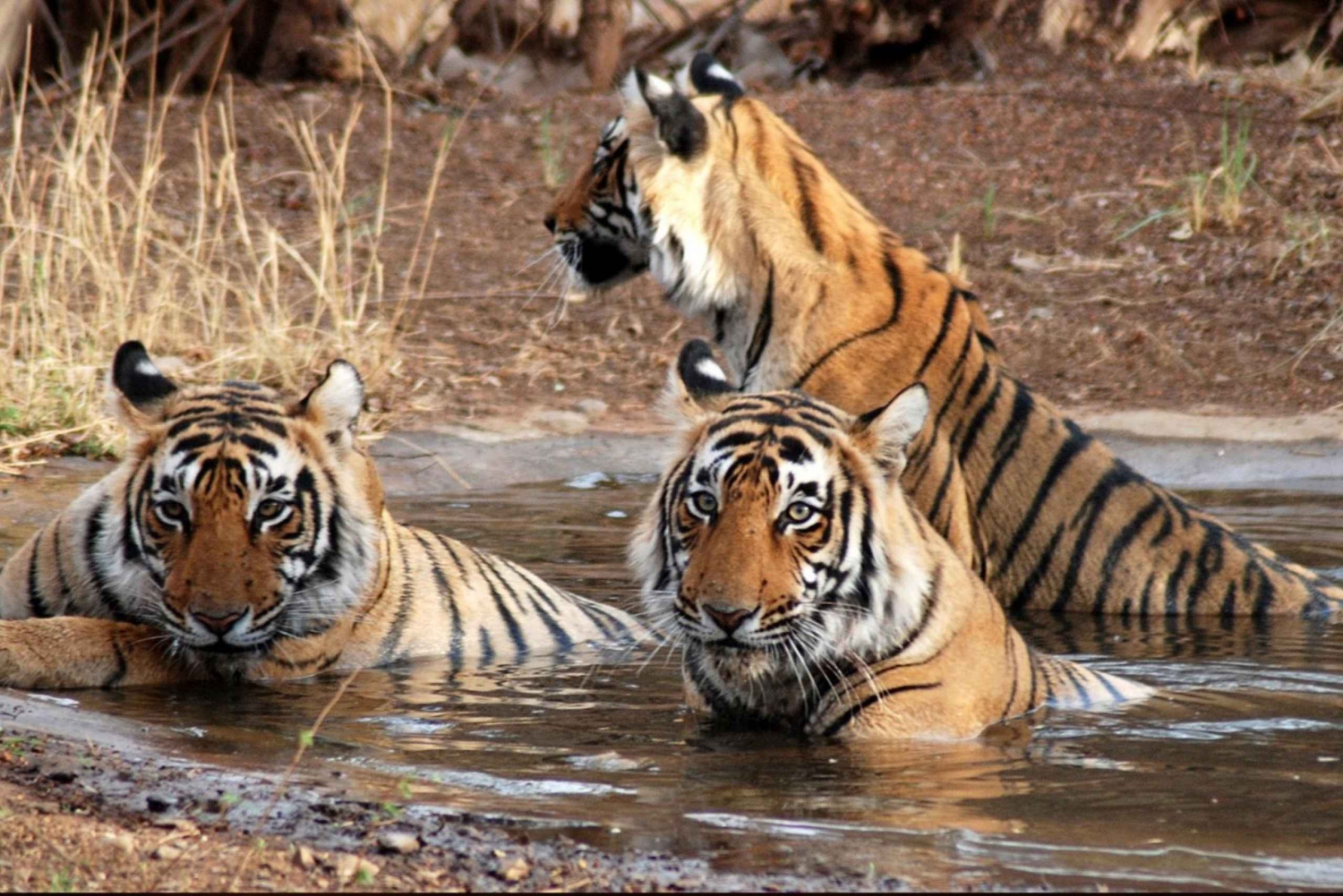 Canter Safari: Voorrangstoegang tot Ranthambore Tiger Reserve