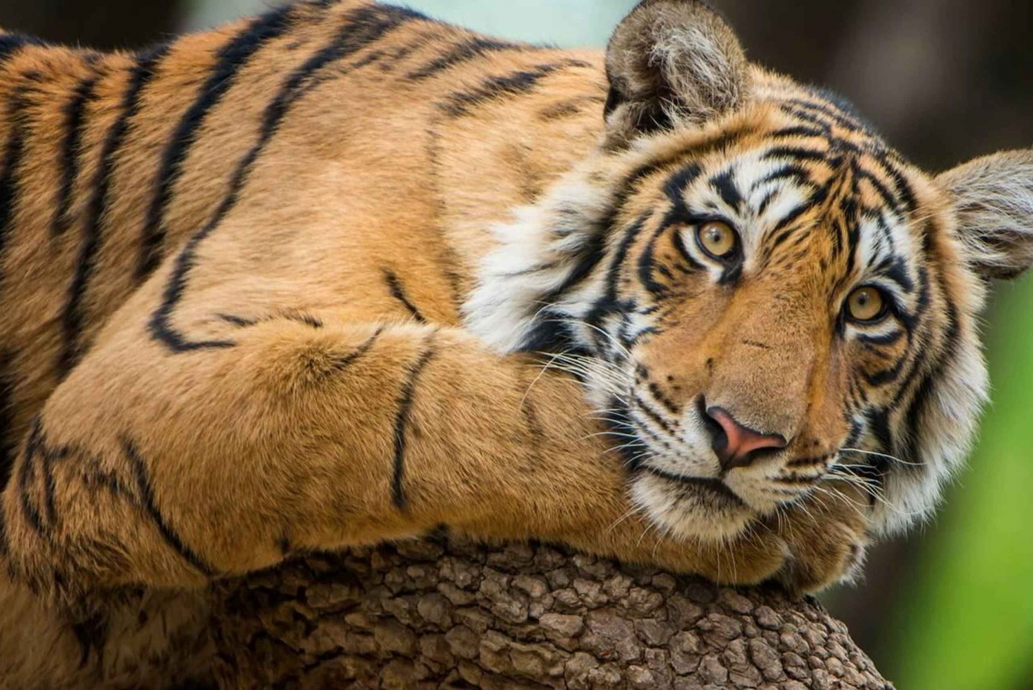 Delhi: tour de 3 días al parque nacional de Ranthambore con safari.