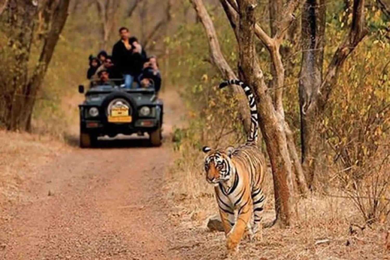 Delhi: Samma dag Sariska National Park Tour med Tiger Safari