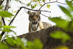 Delhi: Sariska Tiger Reserve Safari Day Trip with Lunch