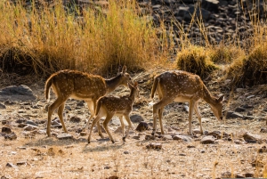 Delhi: Sariska Tiger Reserve Safari Day Trip with Lunch