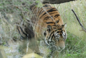 Delhi: Sariska Tiger Reserve Safari Day Trip with Lunch