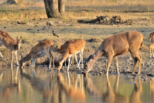 Delhi: Sariska Tiger Reserve Safari Day Trip with Lunch