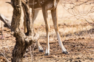 Delhi: Sariska Tiger Reserve Safari Day Trip with Lunch