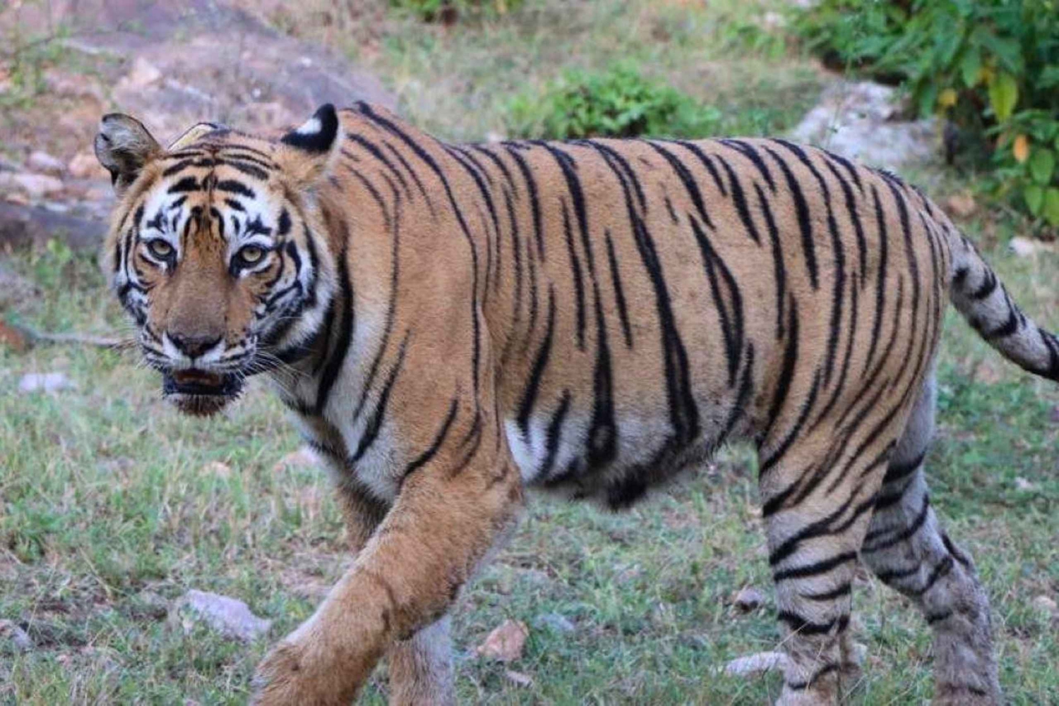 Delhi: Sariska Tiger Reserve Tour met 5-sterrenlunch