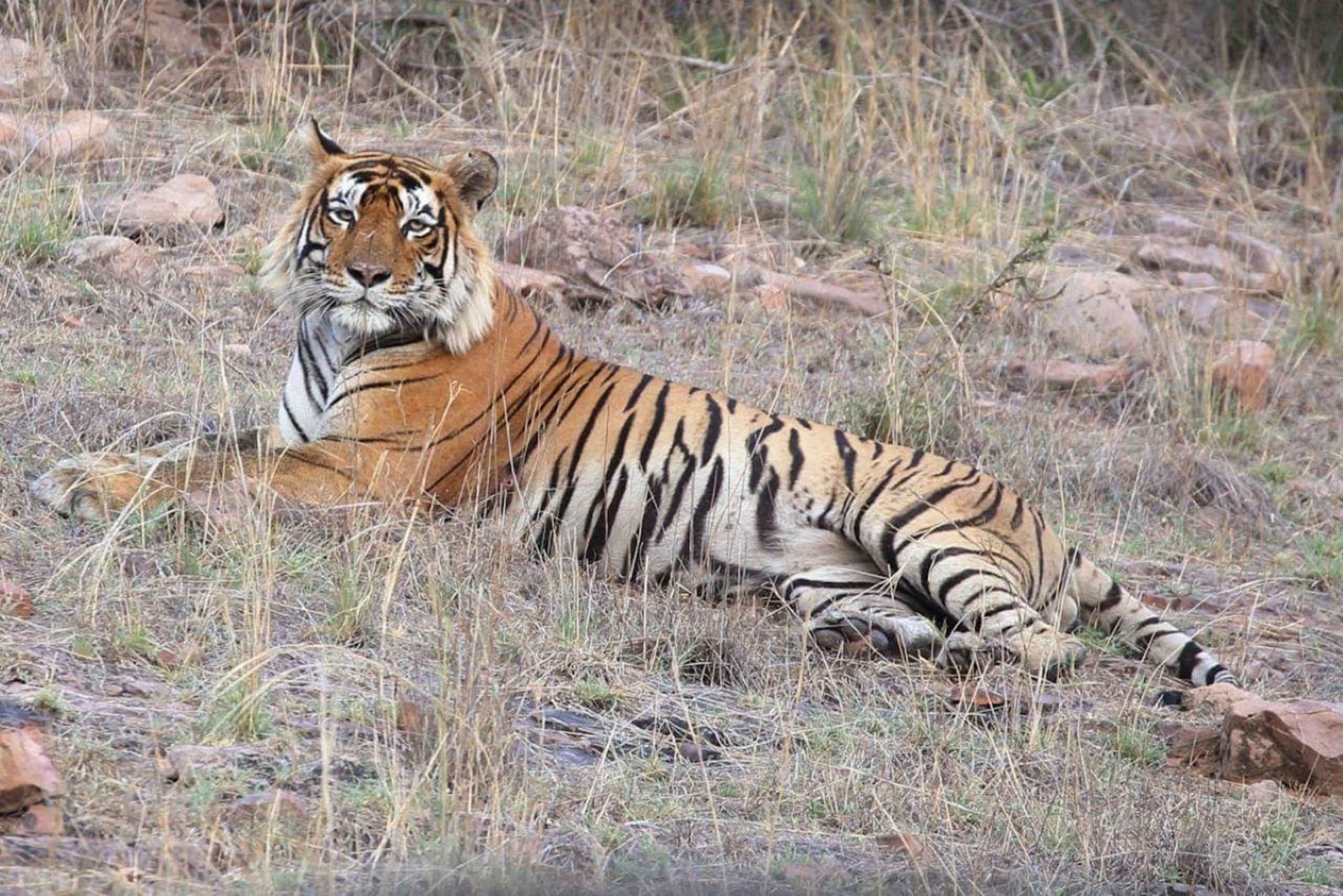From Delhi: Overnight Ranthambore Tiger Safari Tour