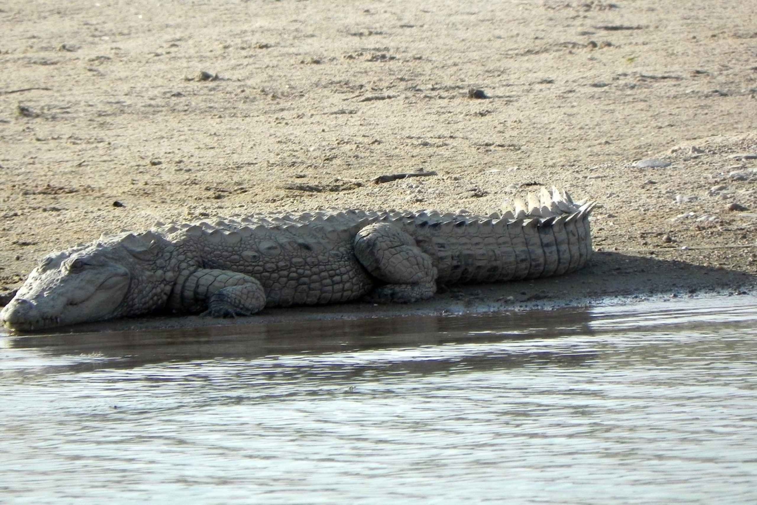 Vanuit Agra: dagtour naar Chambal-riviersafari met lunch
