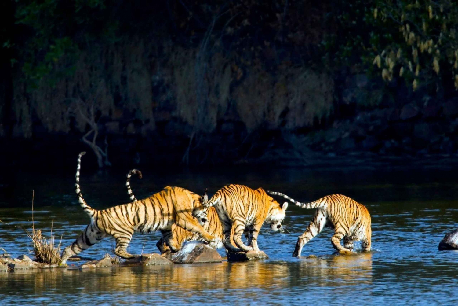 Vanuit Delhi: 2 Dagen 1 Nacht Ranthambore Tijgersafari Tour
