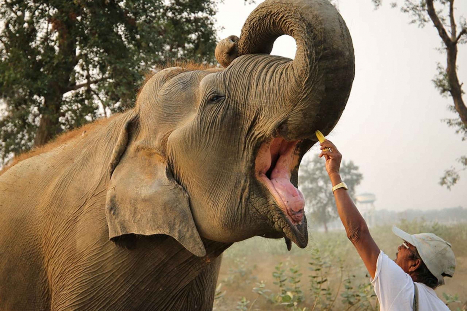 Delhi: 3 dagars Golden Triangle med Elephant SOS (5-stjärnigt hotell)