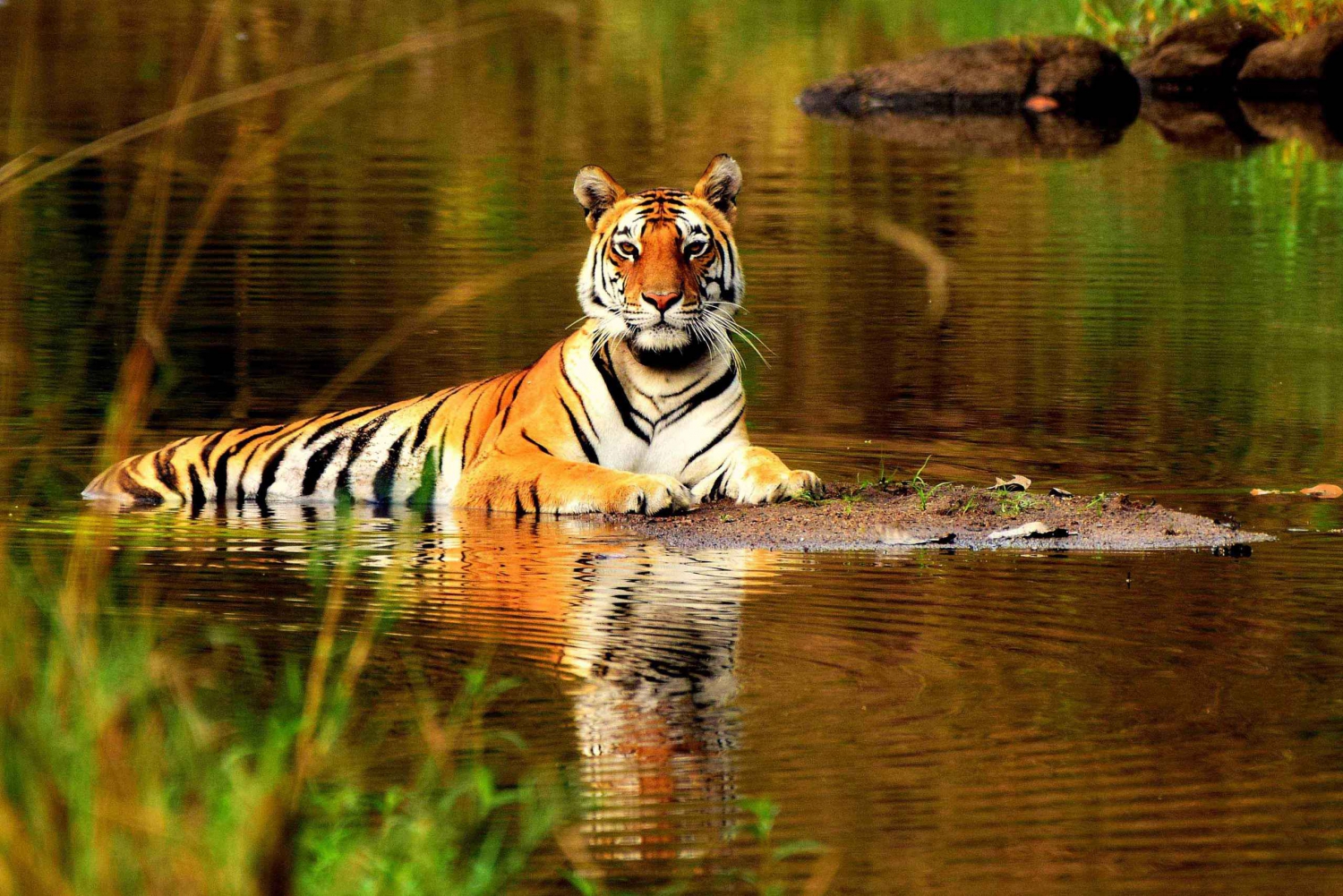 Ab Delhi: 5-tägige Tigersafari & Goldenes Dreieck Tour