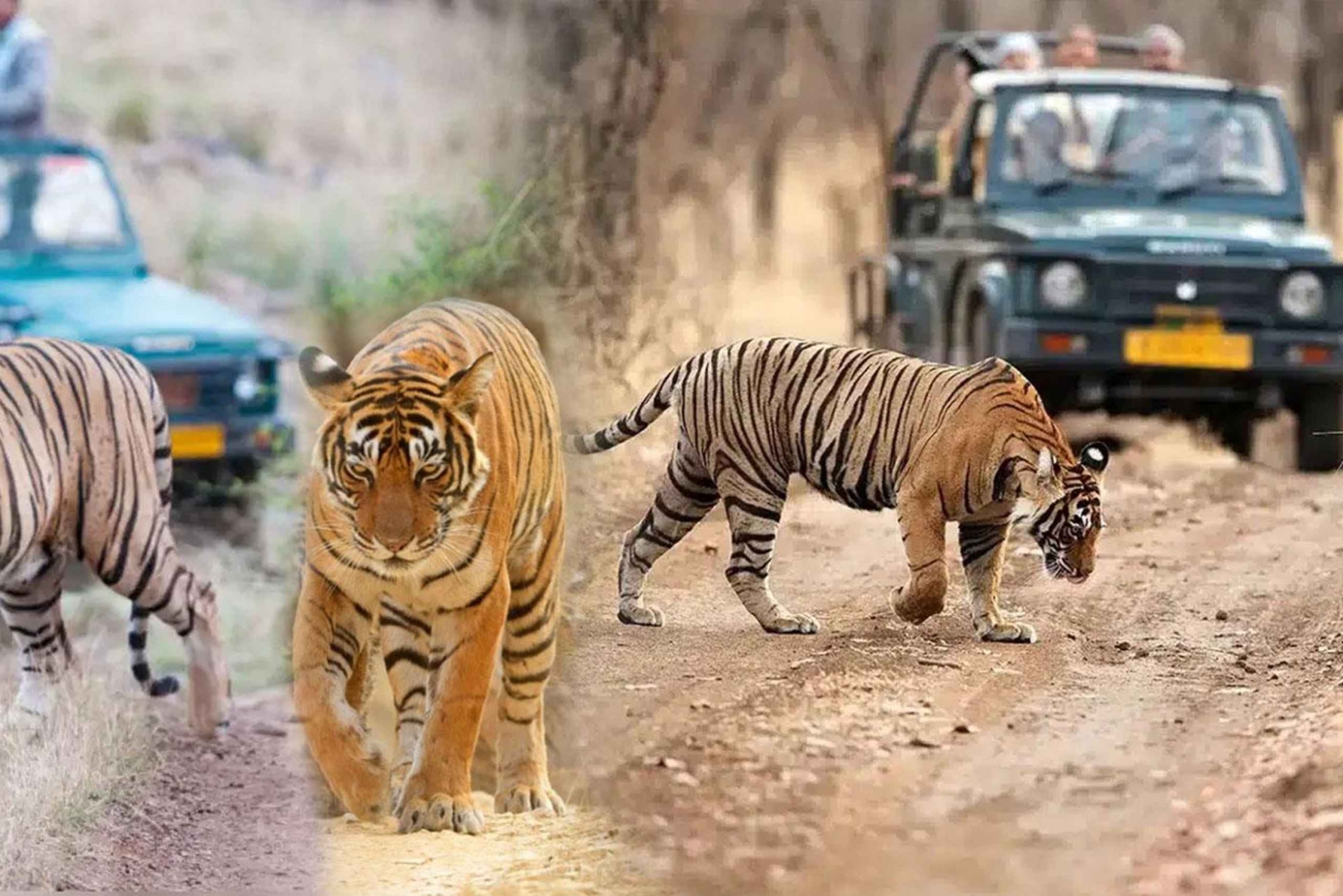 Da Delhi: 5 giorni nel Triangolo d'Oro e safari alla tigre a Ranthambore