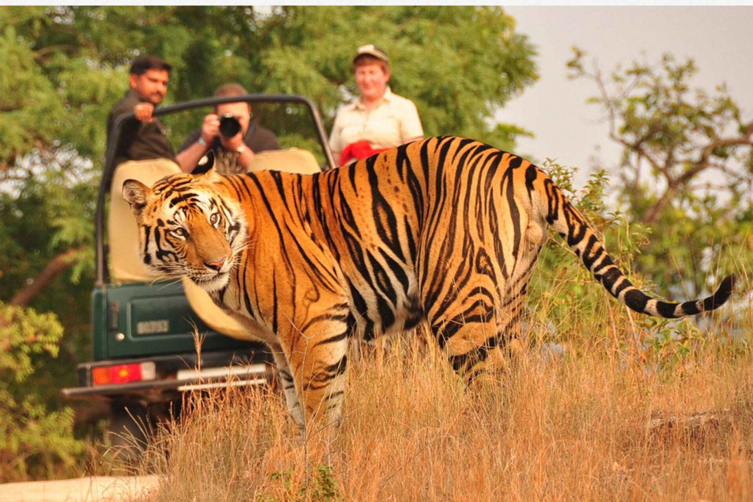 Desde Delhi: tour de 6 días por el Triángulo de Oro con Ranthambore