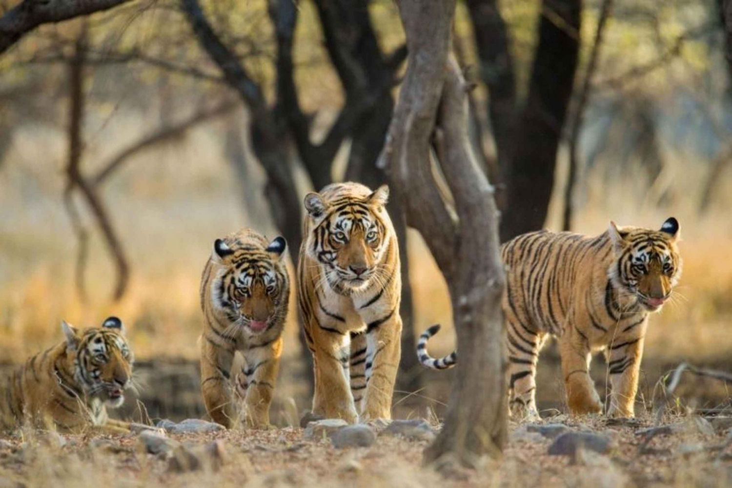 Desde Delhi: tour de 6 días por el Triángulo de Oro con Ranthambore