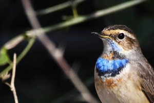 Fra Delhi, Agra eller Jaipur: tur til Bharatpur fuglereservat