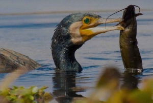 Fra Delhi, Agra eller Jaipur: tur til Bharatpur fuglereservat