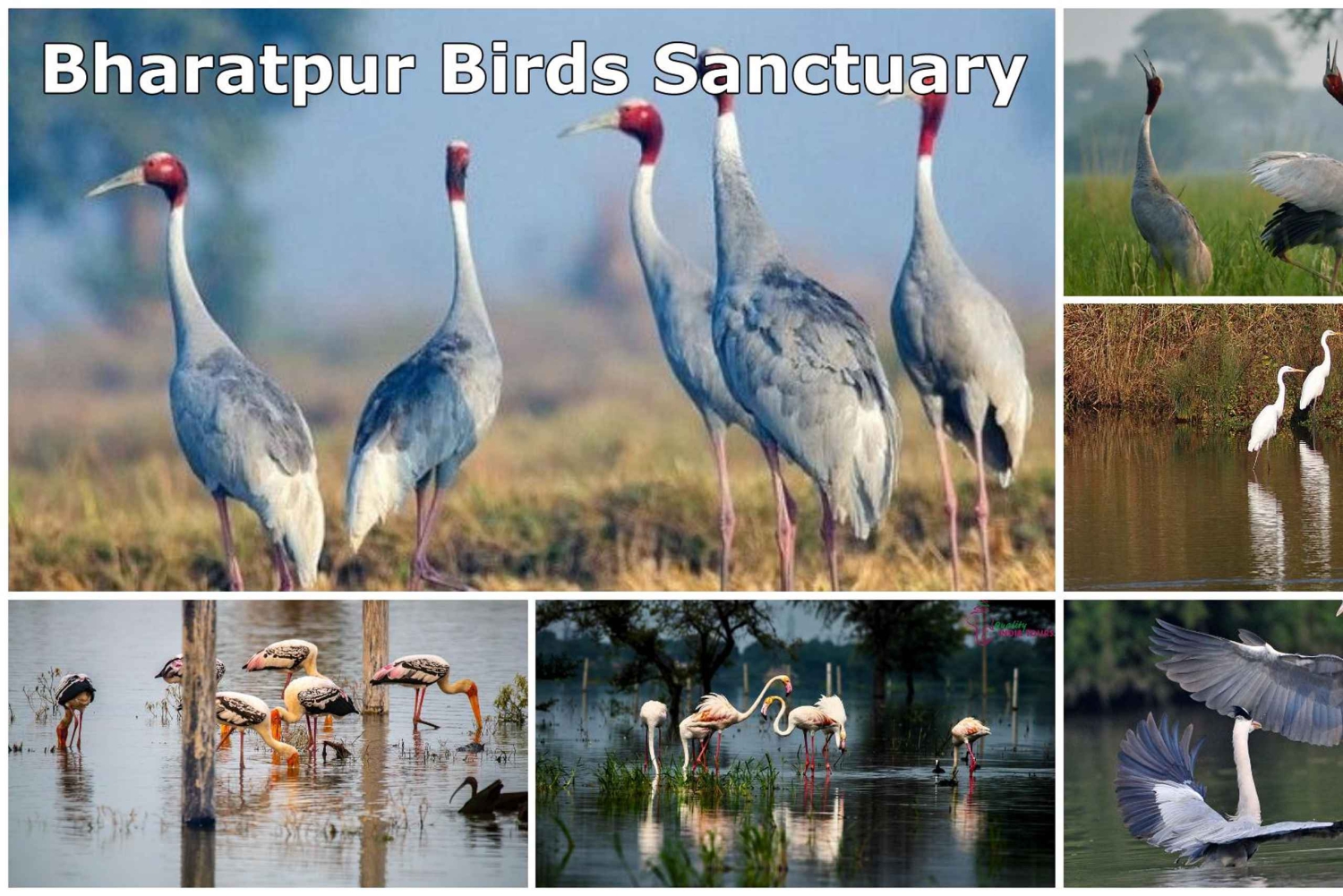 Från Delhi: Dagstur till Bharatpur fågelreservat