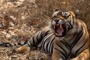Da Delhi: Triangolo d'oro e safari della tigre di Ranthambore 4 giorni