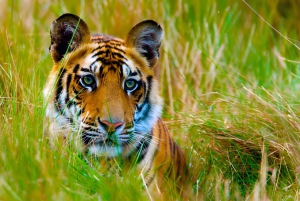 Da Delhi: Triangolo d'oro e safari della tigre di Ranthambore 4 giorni