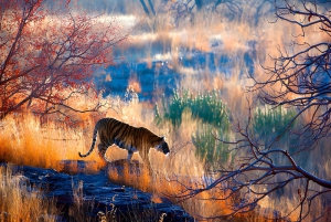 Da Delhi: Triangolo d'oro e safari della tigre di Ranthambore 4 giorni