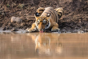 Da Delhi: Triangolo d'oro e safari della tigre di Ranthambore 4 giorni