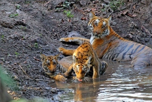 Da Delhi: Triangolo d'oro e safari della tigre di Ranthambore 4 giorni