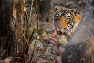 Da Delhi: Triangolo d'oro e safari della tigre di Ranthambore 4 giorni