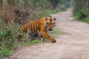 Da Delhi: Triangolo d'oro e safari della tigre di Ranthambore 4 giorni