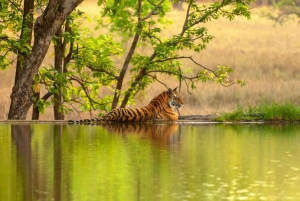 Da Delhi: Triangolo d'oro e safari della tigre di Ranthambore 4 giorni