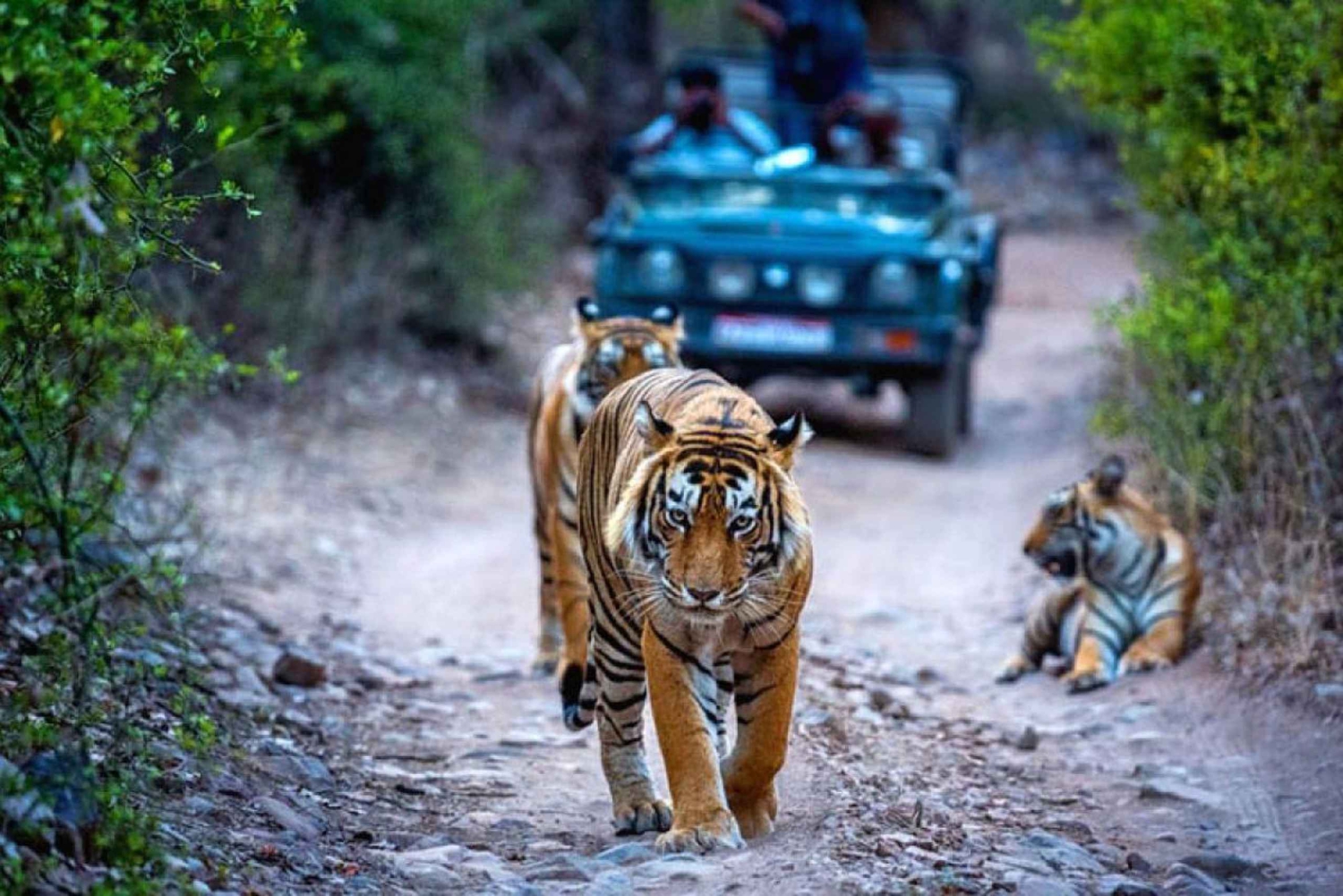 Da Delhi: escursione di un giorno al Parco Nazionale di Ranthambore con safari