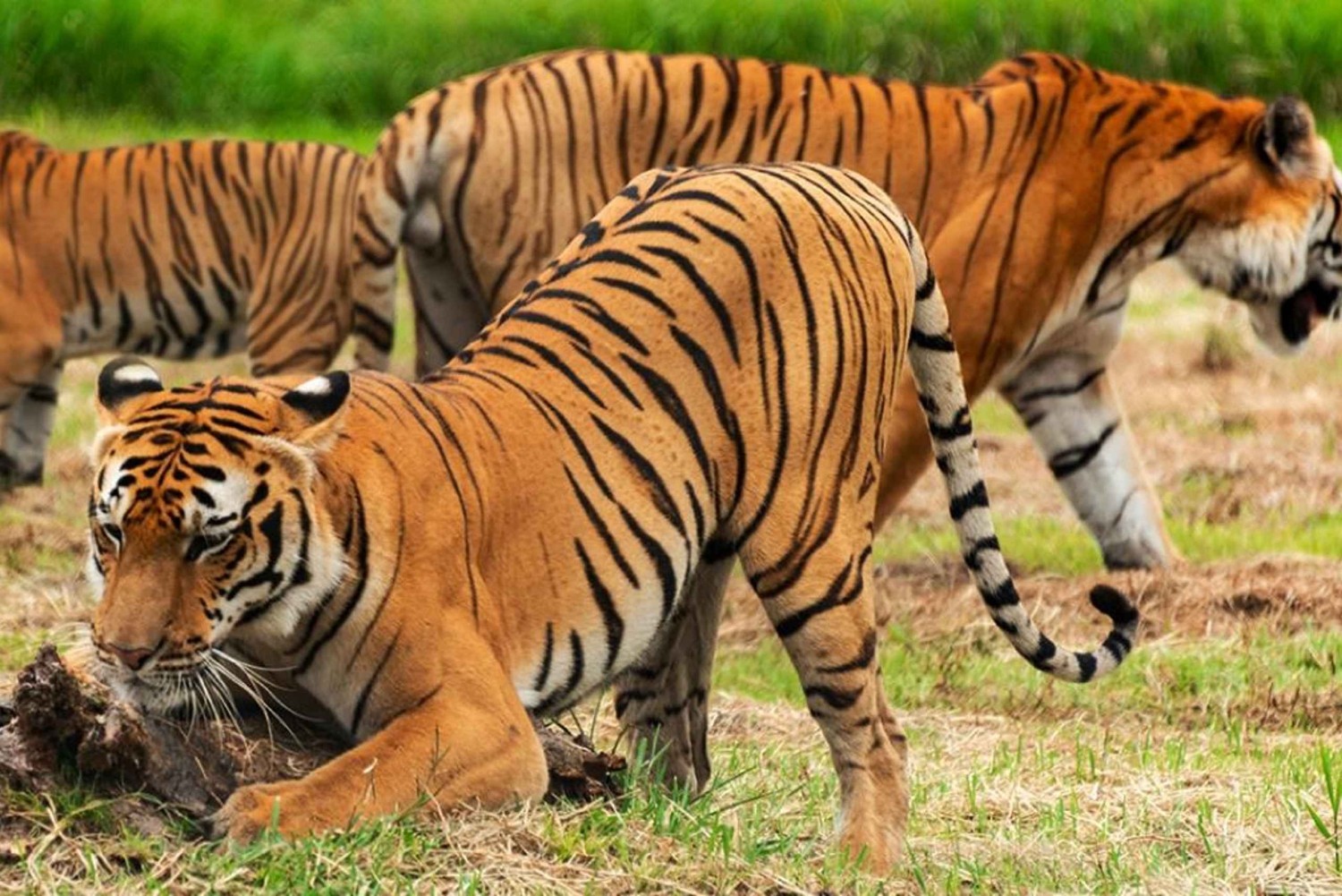 Au départ de Delhi : safari dans la réserve naturelle de Sariska en voiture privée