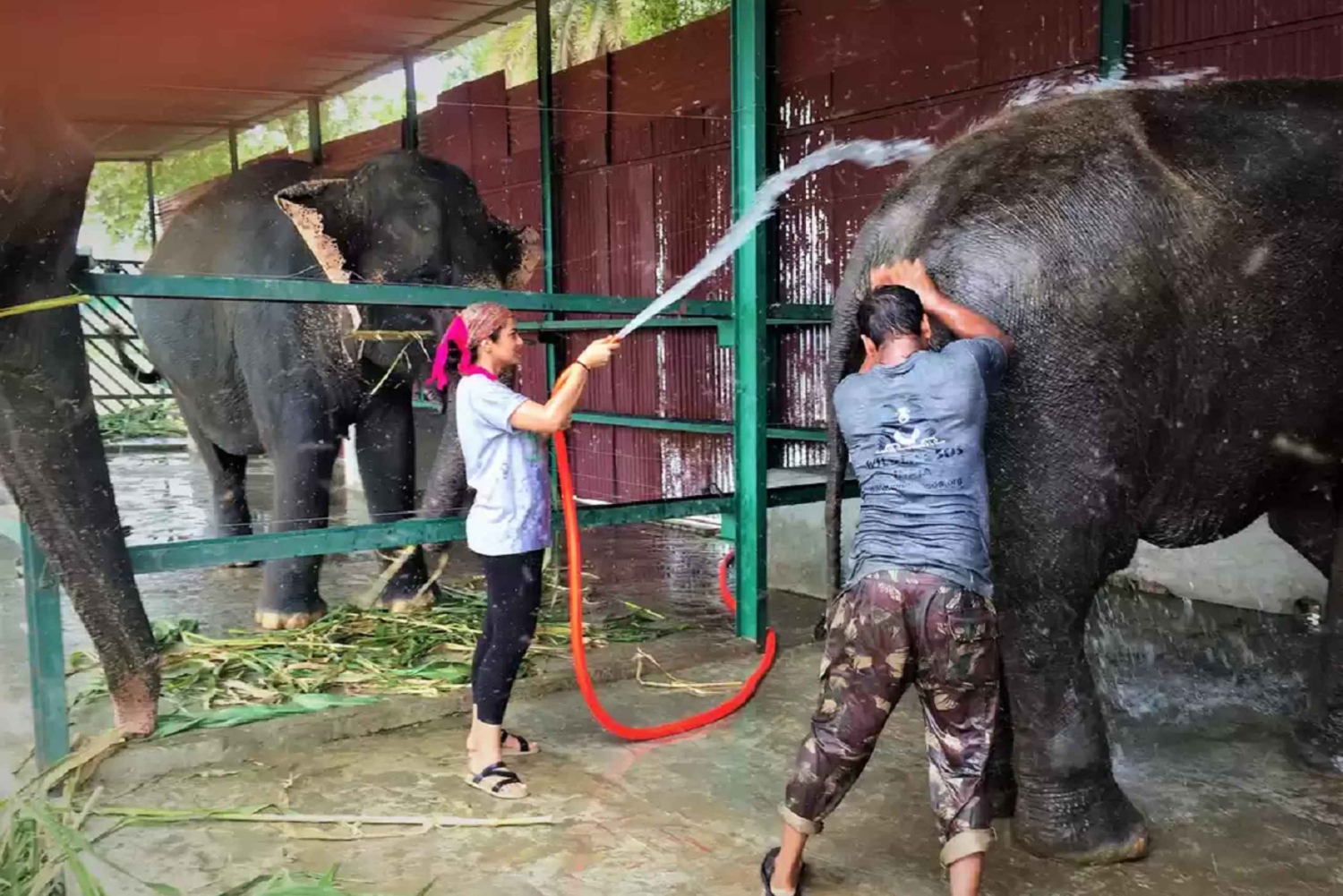 From Delhi: Taj Mahal Sunrise Tour with Elephant SOS Center