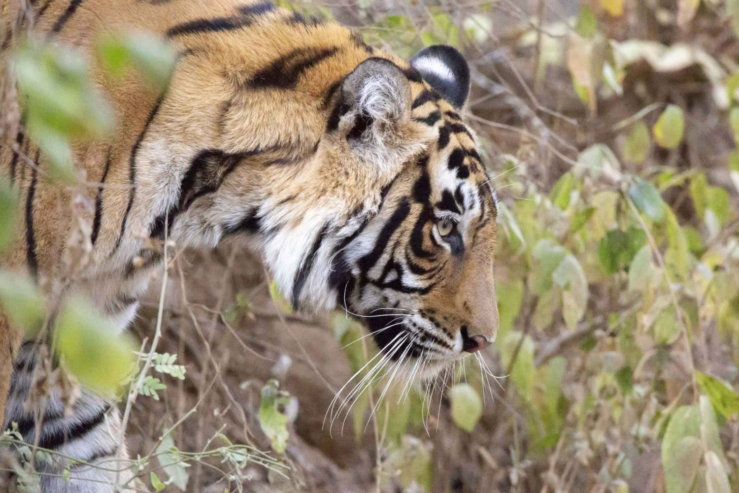 Från Jaipur: 1 natt 2 dagar Ranthambore Tiger Safari Tour