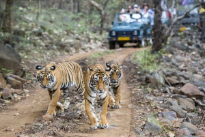 From Jaipur: 3-Day Jaipur and Ranthambore Tour with Safari