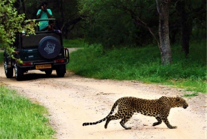 From Jaipur: 3-Day Jaipur and Ranthambore Tour with Safari