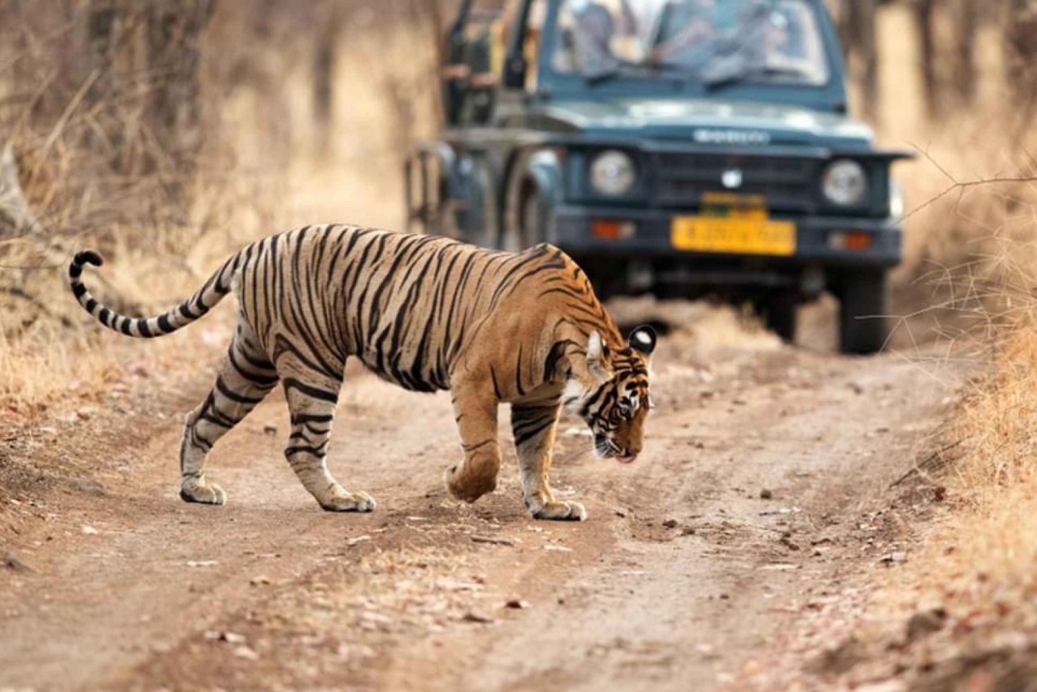 De Jaipur: Passeio particular de um dia em Ranthambore com safári de tigre