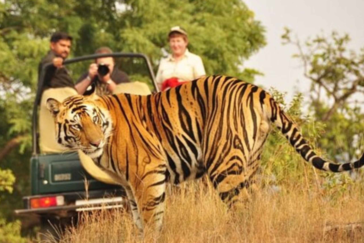Från Jaipur: Privat Ranthambore Park Trip med Tiger Safari