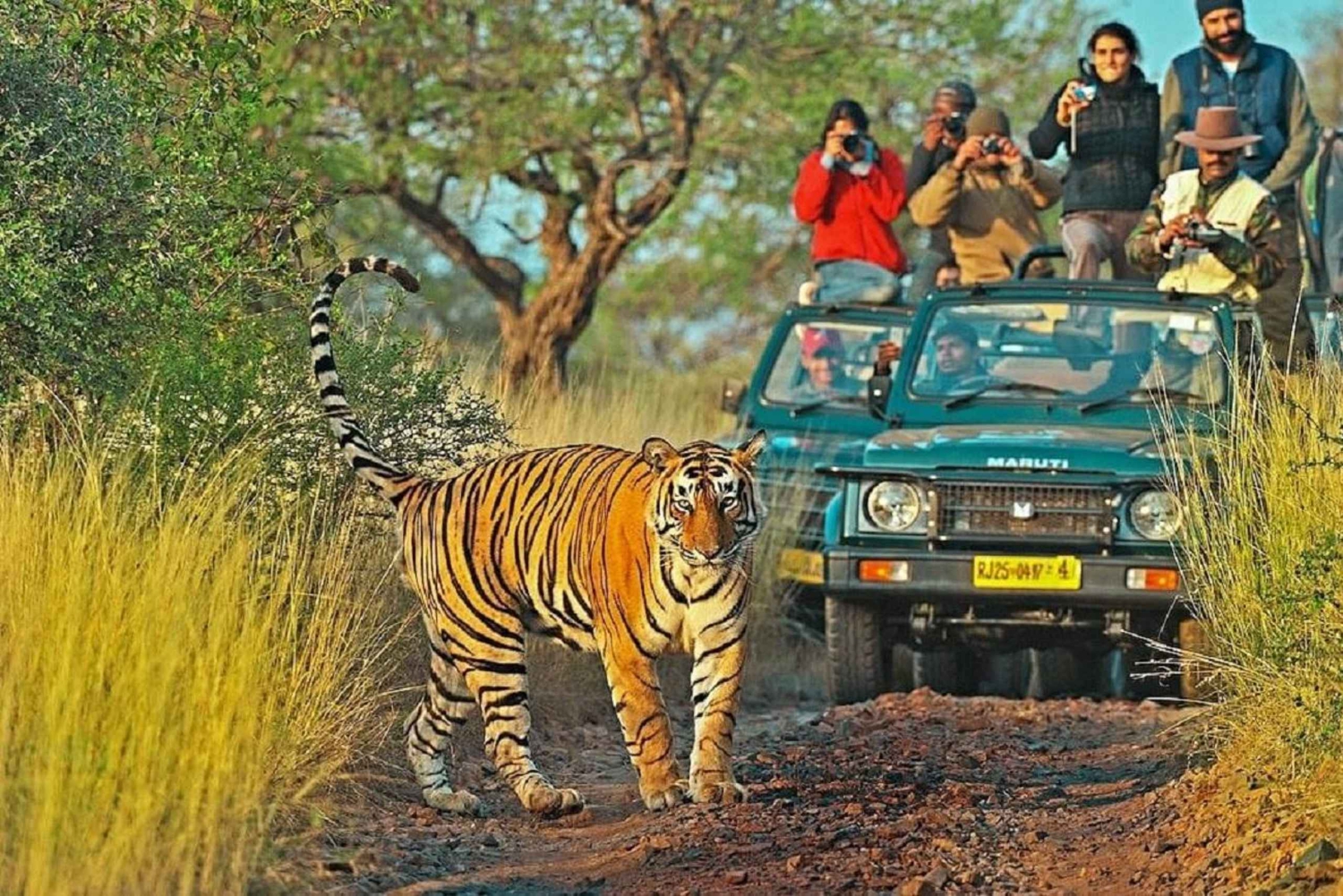 Desde Jaipur: excursión de un día al Parque Nacional de Ranthambore con safari