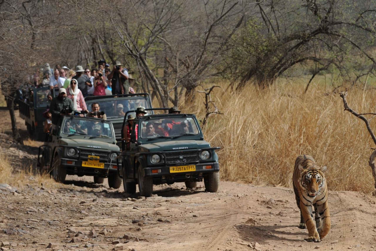 Från Jaipur: Dagstur till Ranthambore National Park med safari