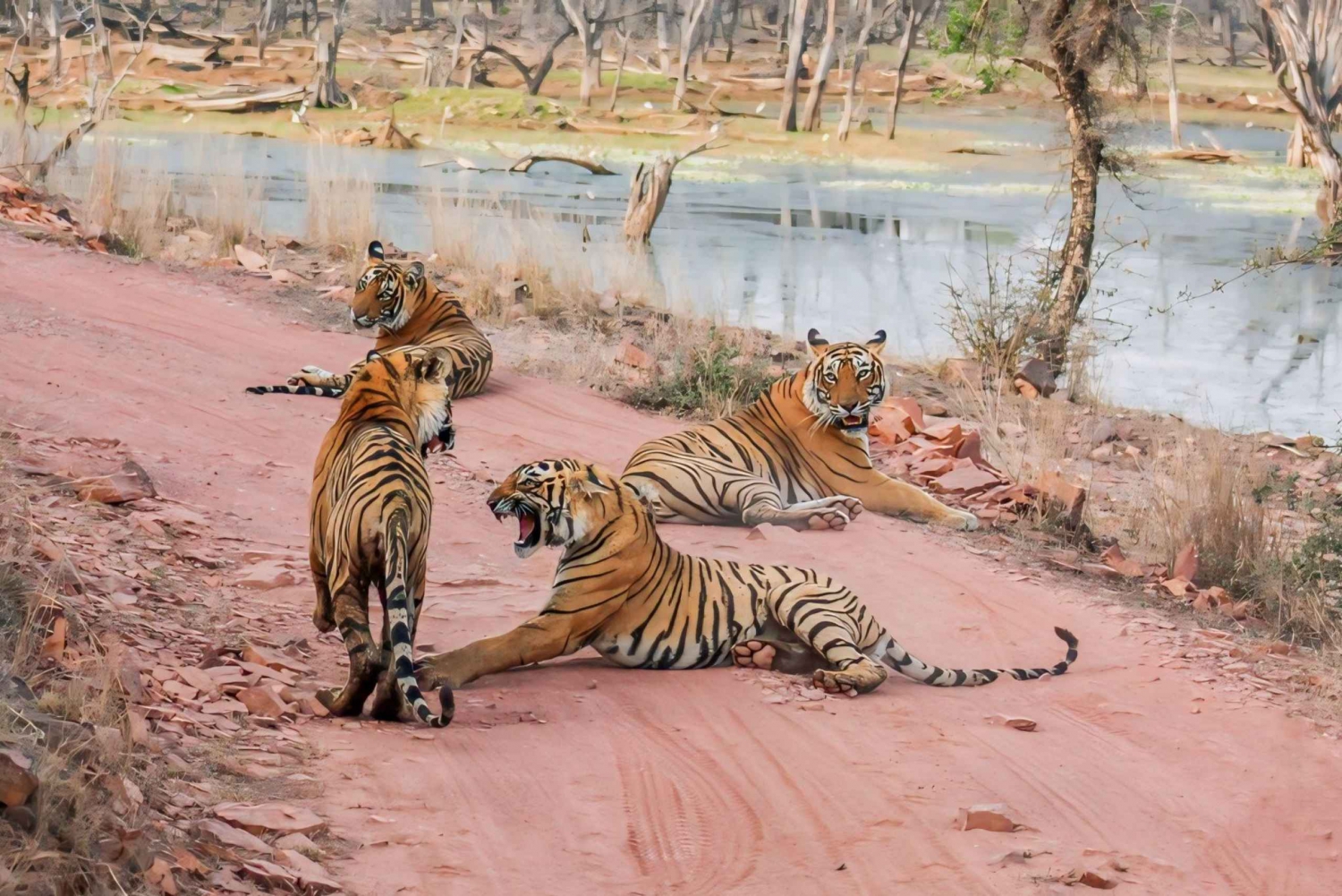 Från Jaipur: Dagsutflykt till Ranthambore National Park med safari