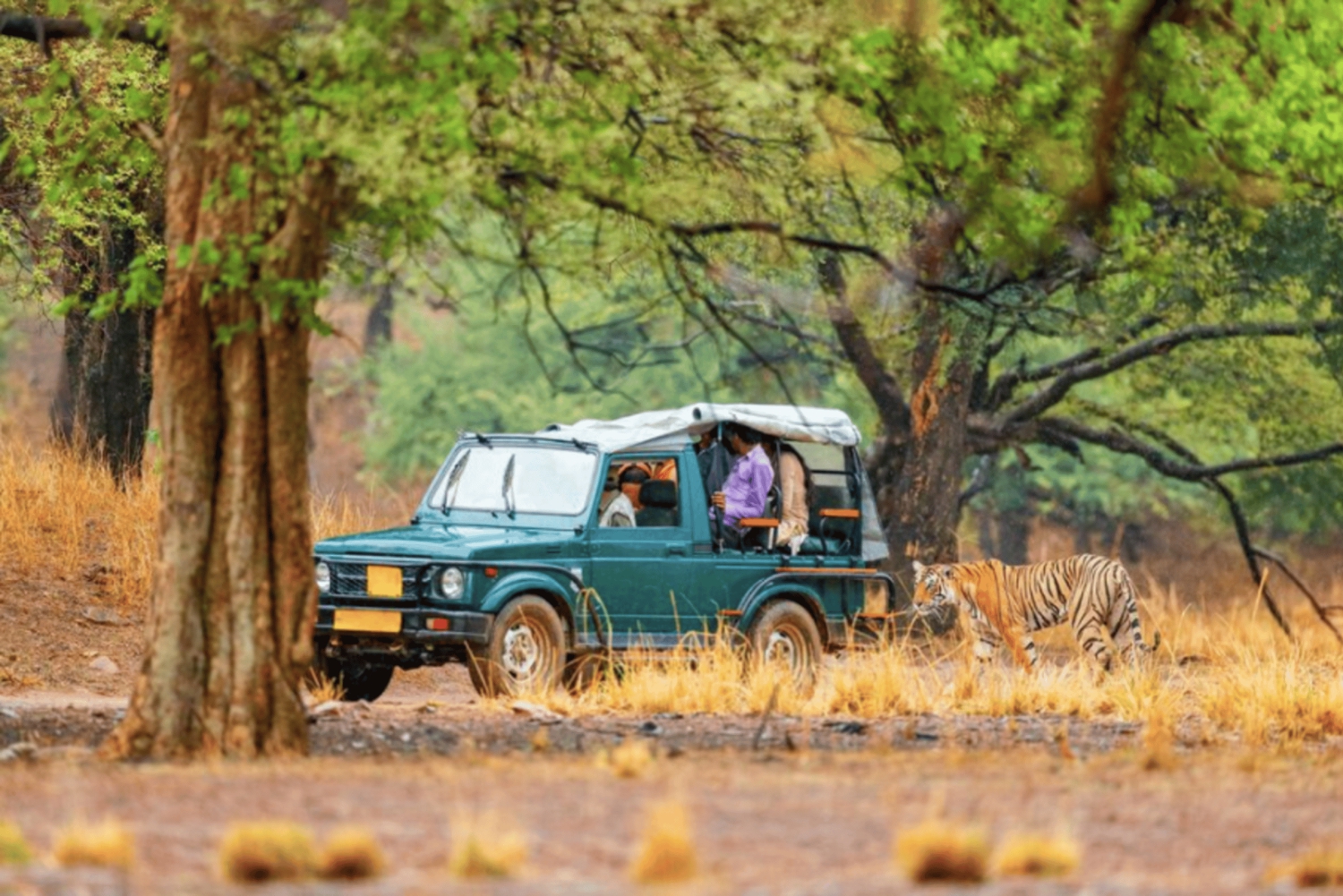Desde Jaipur Excursión nocturna al safari de tigres de Ranthambore
