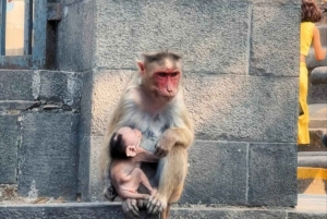 från Jaipur: privat Mumbai-tur med Elephanta-grottan