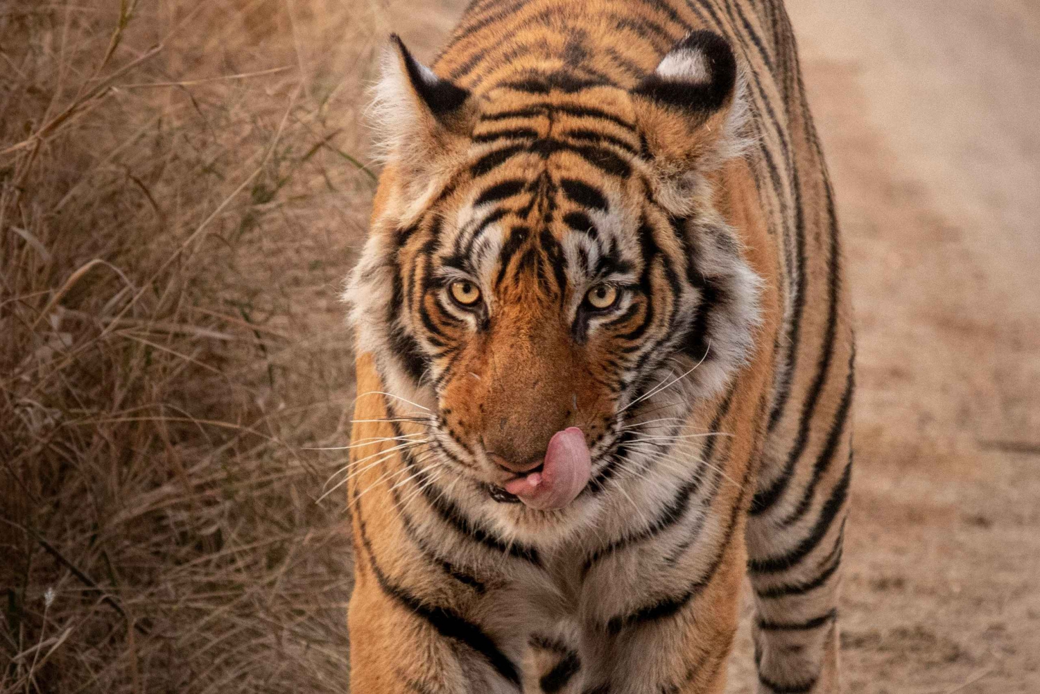 Fra Jaipur: Sariska nasjonalpark dagstur med safari
