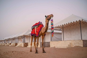 ジョードプル発：ジャイサルメールとクフリ砂漠 4 日間ツアー