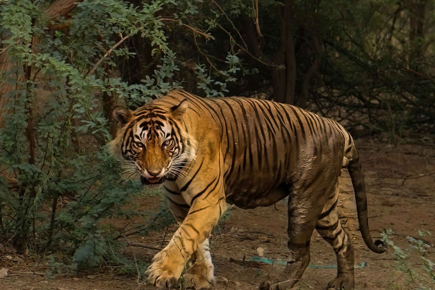 Au départ de New Delhi : safari de 2 jours à Ranthambore avec transferts