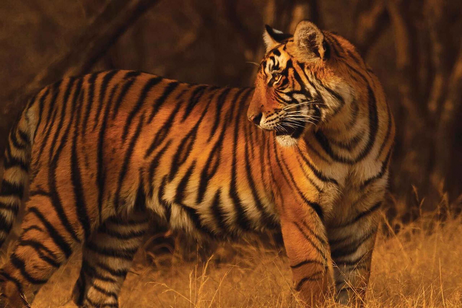 Da: Ranthambore: Safari guidato della tigre a Canter
