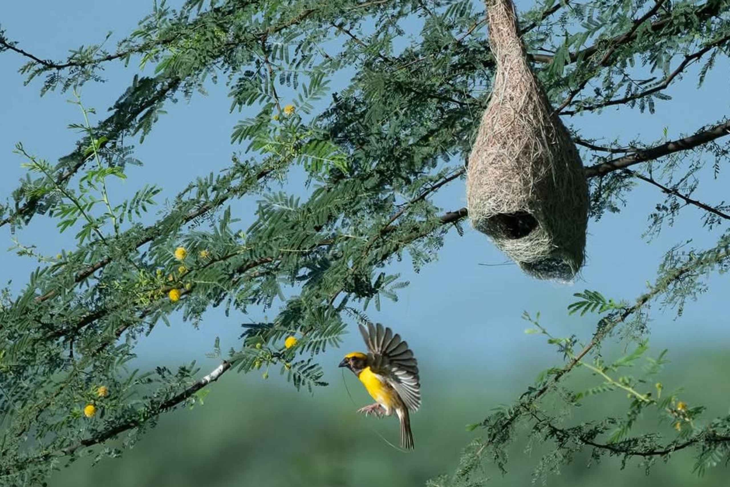 Vanuit Udaipur: authentieke dorpssafari-ervaring