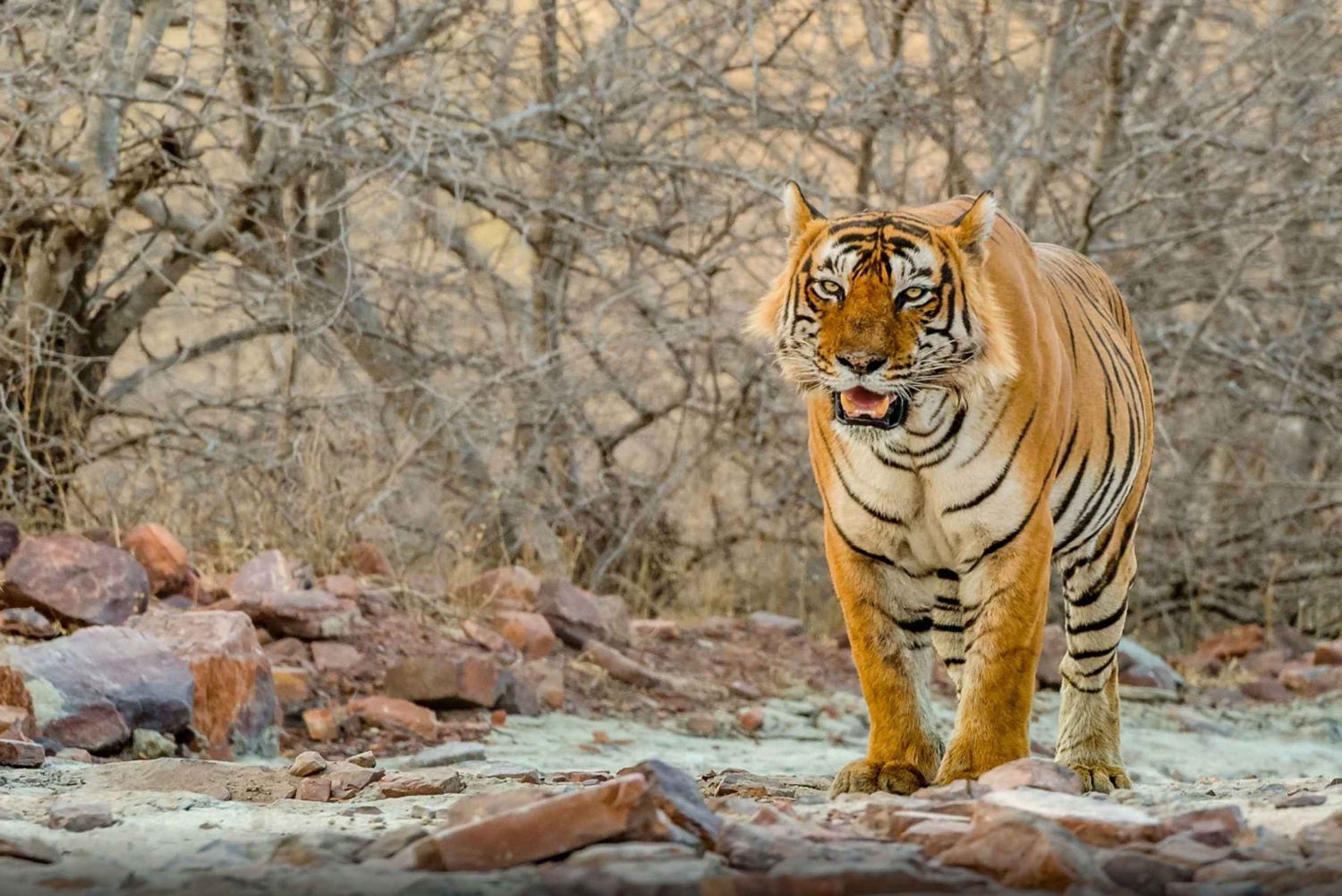 Viaje de 7 días al Triángulo de Oro con Ranthambore