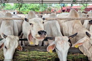 Jaipur: Birla Mandir og Gaushala. 2-timers kulturel fordybelse