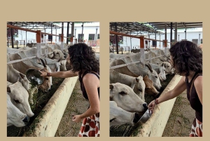 Jaipur: Birla Mandir og Gaushala. 2-timers kulturel fordybelse