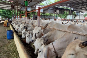 Jaipur: Birla Mandir og Gaushala. 2-timers kulturel fordybelse